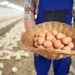 MANAJEMEN RISIKO TERNAK UNTUK KELANCARAN BISNIS TELUR